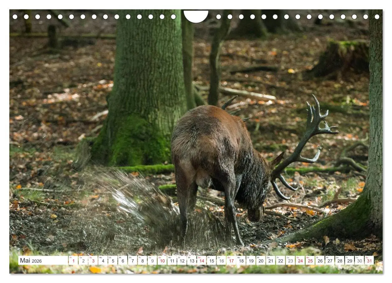 Bild: 9783516230154 | Emotionale Momente: Hirschbrunft (Wandkalender 2026 DIN A4 quer),...