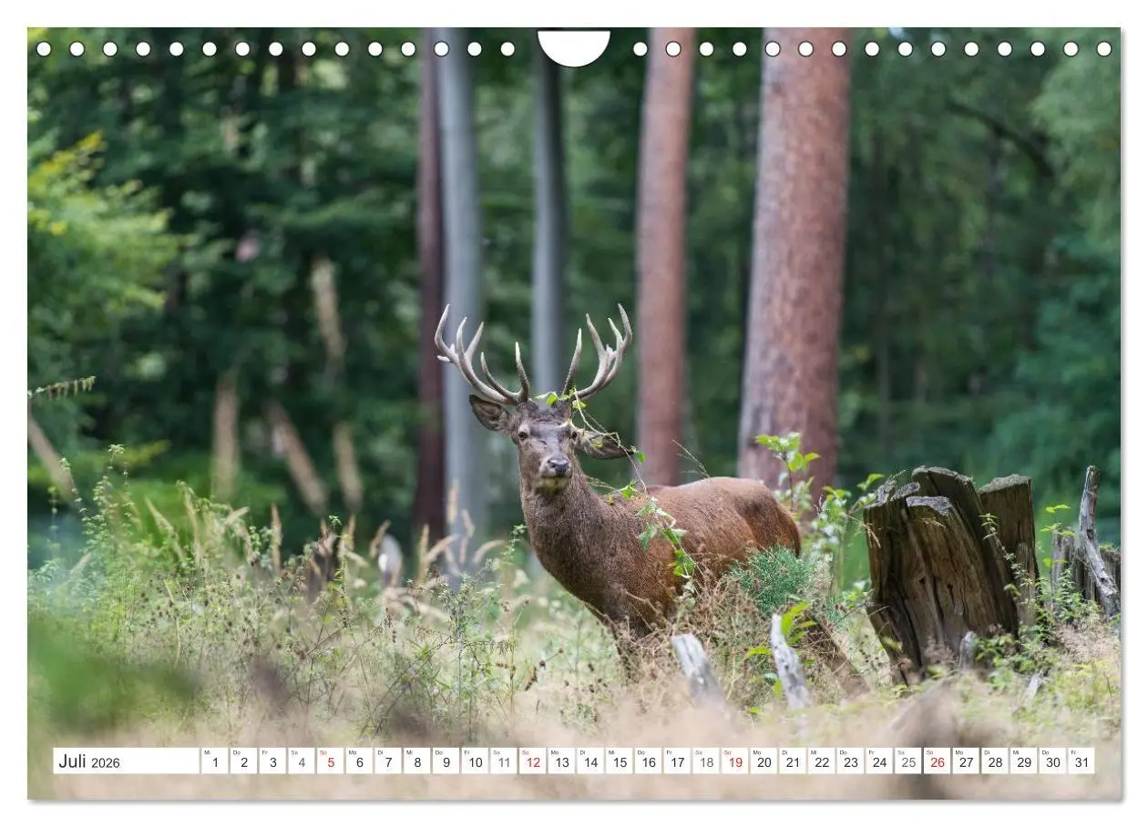 Bild: 9783516230154 | Emotionale Momente: Hirschbrunft (Wandkalender 2026 DIN A4 quer),...