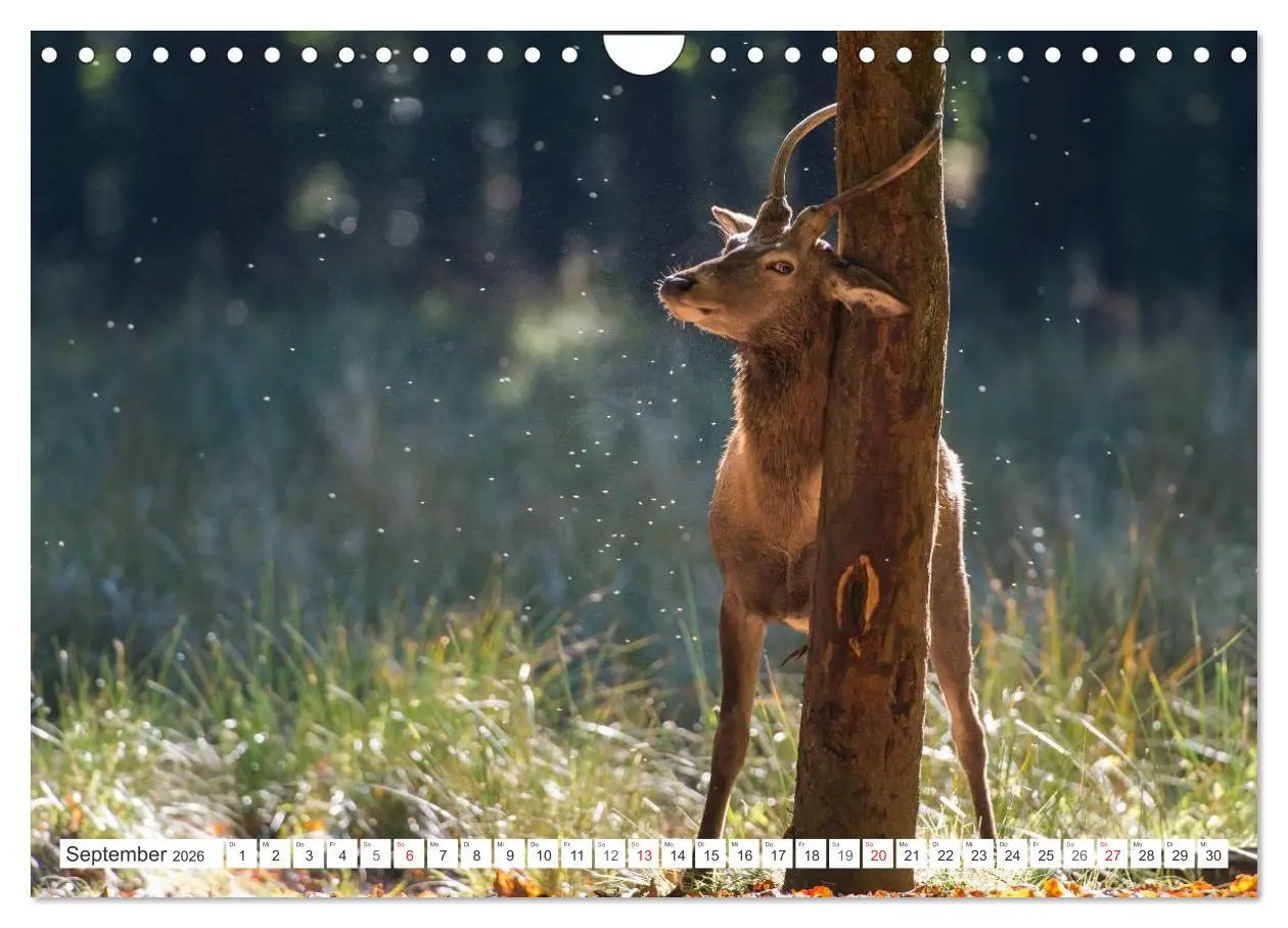 Bild: 9783516230154 | Emotionale Momente: Hirschbrunft (Wandkalender 2026 DIN A4 quer),...