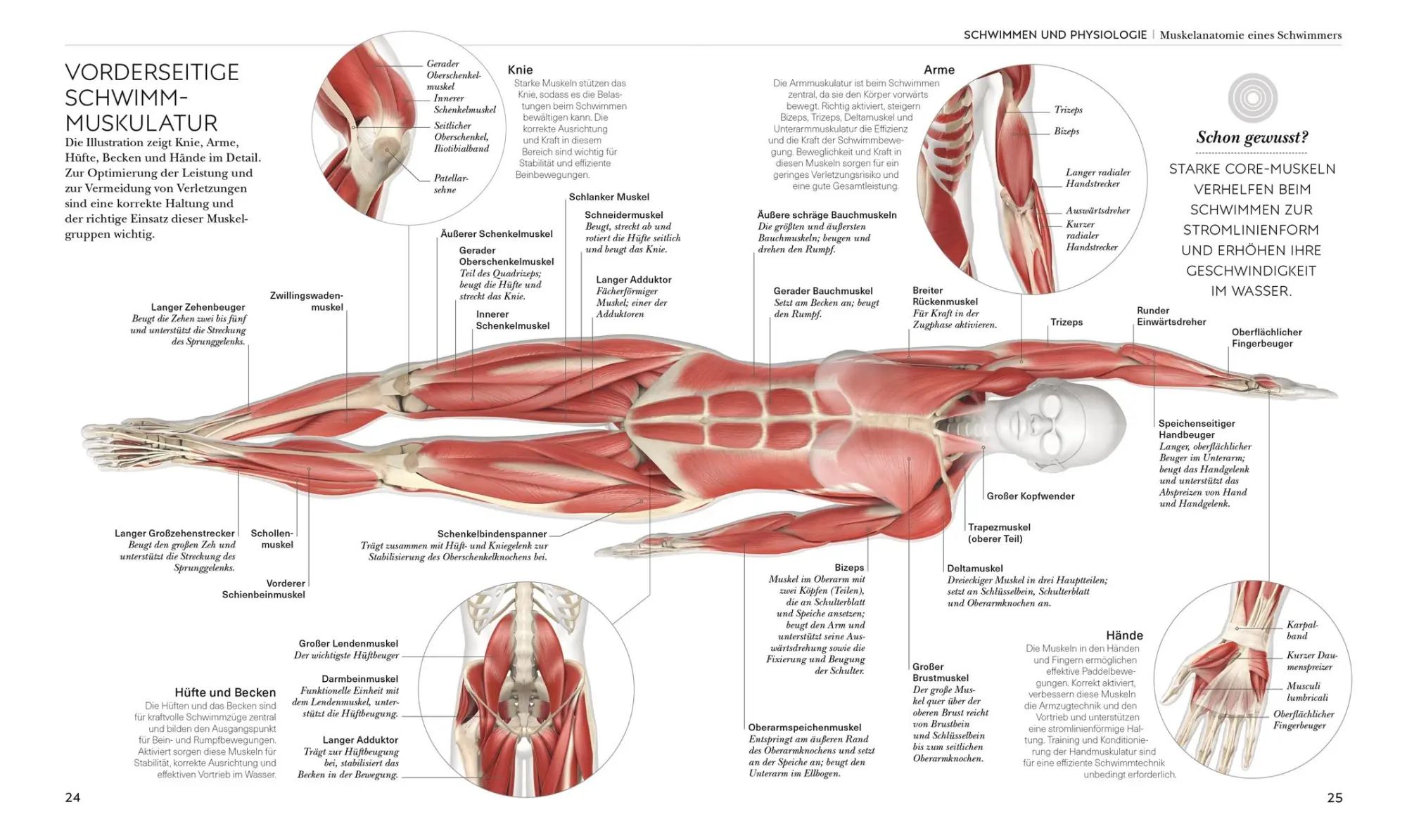 Bild: 9783831050154 | Schwimmen - Die Anatomie verstehen | Brett Hawke | Taschenbuch | 2025