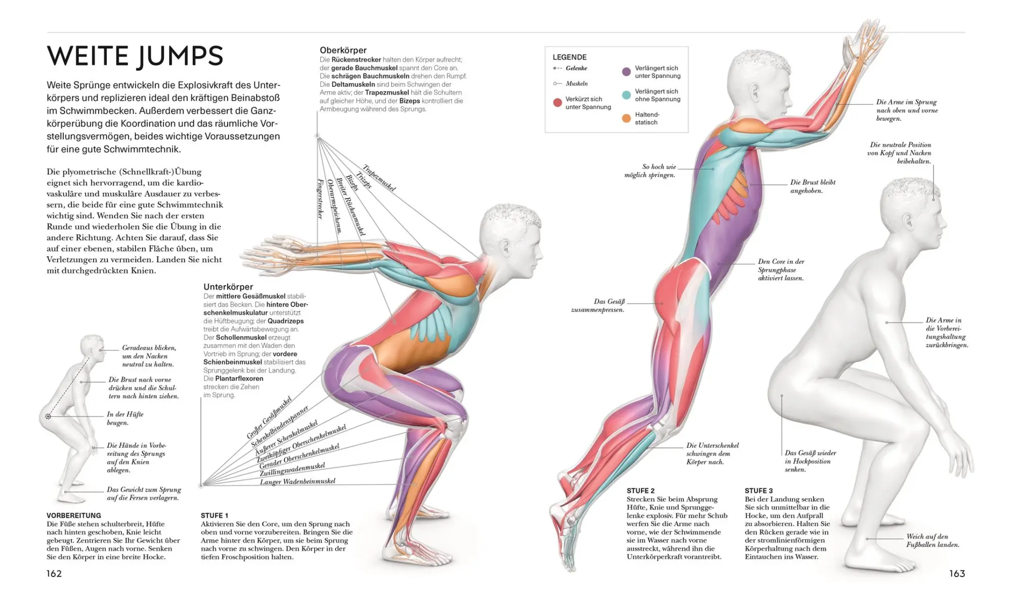 Bild: 9783831050154 | Schwimmen - Die Anatomie verstehen | Brett Hawke | Taschenbuch | 2025