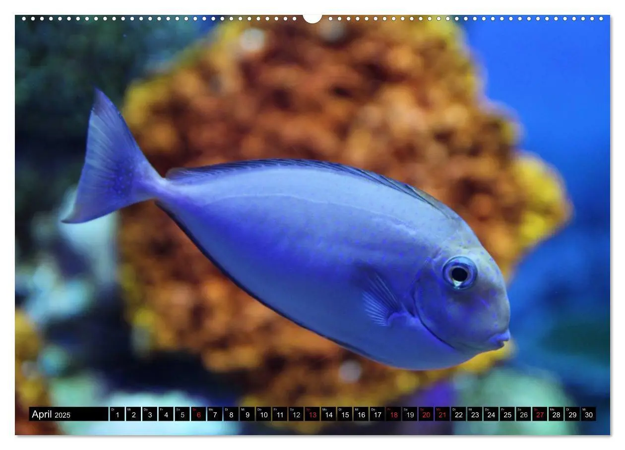 Bild: 9783435590254 | Paradiese im ewigen Blau. Die bunte Unterwasserwelt (Wandkalender...