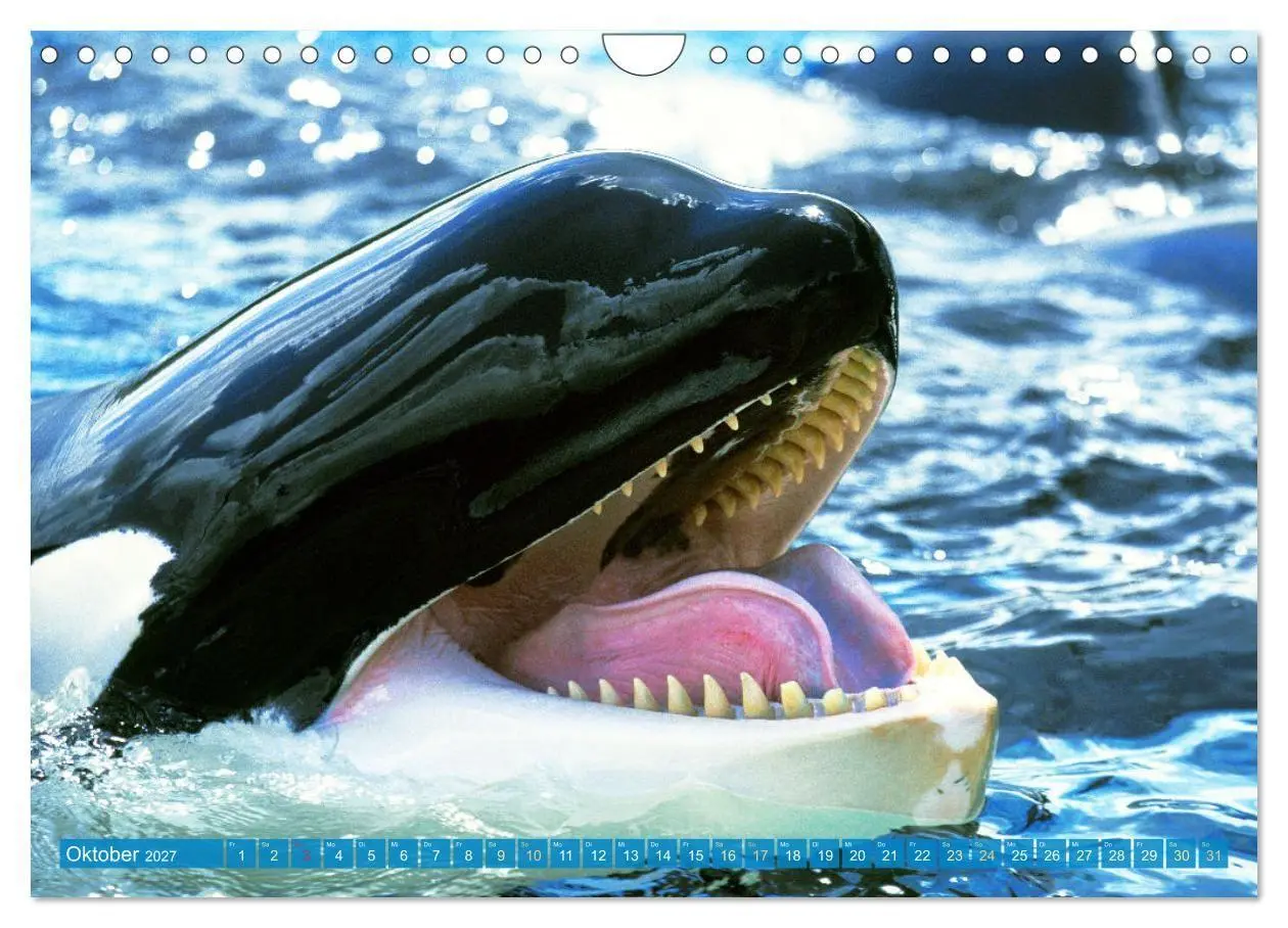 Bild: 9783569240254 | Orcas: Schwarz-weiße Giganten (Wandkalender 2027 DIN A4 quer),...