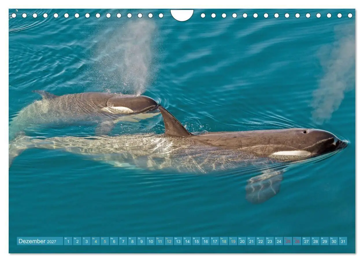 Bild: 9783569240254 | Orcas: Schwarz-weiße Giganten (Wandkalender 2027 DIN A4 quer),...