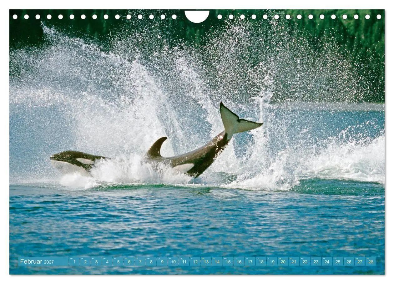 Bild: 9783569240254 | Orcas: Schwarz-weiße Giganten (Wandkalender 2027 DIN A4 quer),...