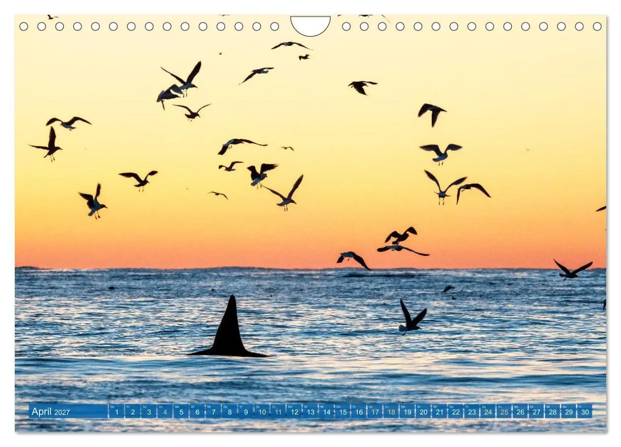 Bild: 9783569240254 | Orcas: Schwarz-weiße Giganten (Wandkalender 2027 DIN A4 quer),...
