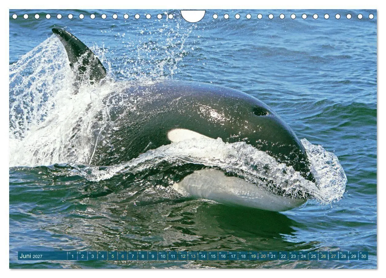Bild: 9783569240254 | Orcas: Schwarz-weiße Giganten (Wandkalender 2027 DIN A4 quer),...