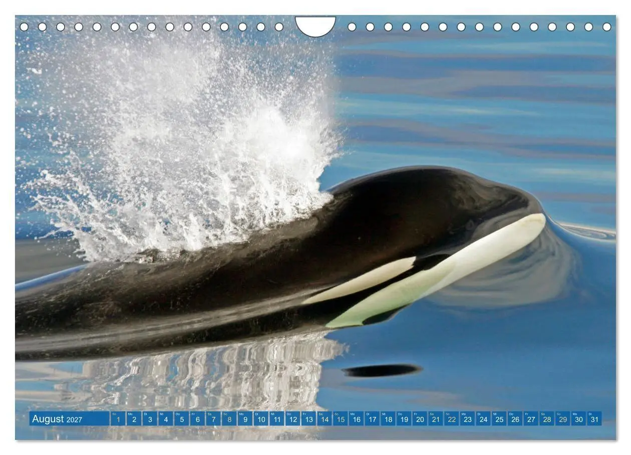 Bild: 9783569240254 | Orcas: Schwarz-weiße Giganten (Wandkalender 2027 DIN A4 quer),...