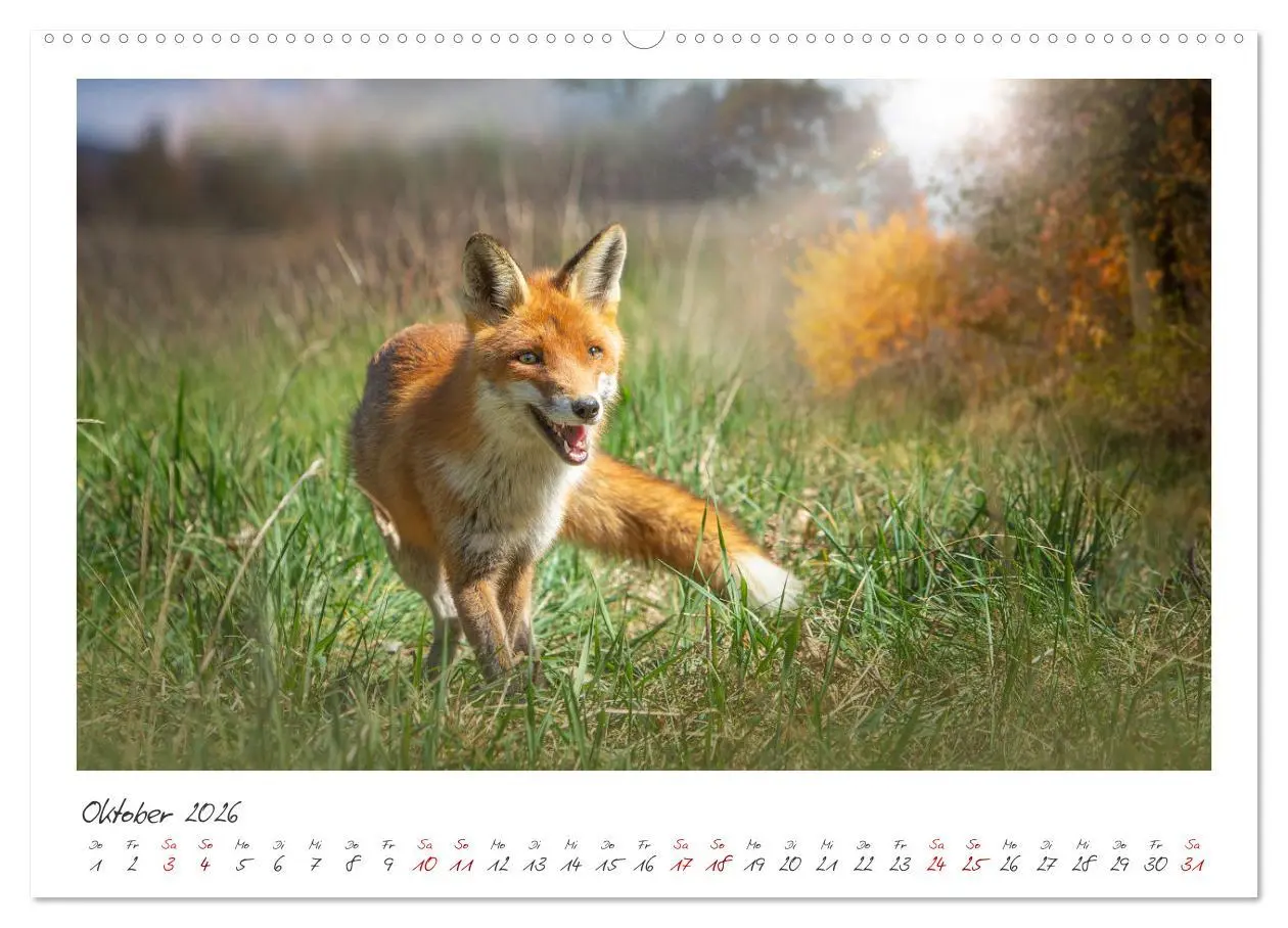 Bild: 9783457500354 | Füchse - zauberhafte Seelen (hochwertiger Premium Wandkalender 2026...