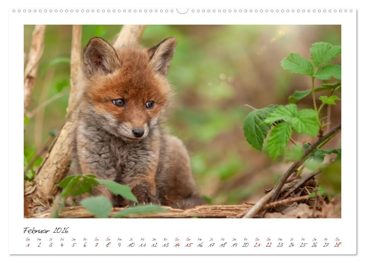 Bild: 9783457500354 | Füchse - zauberhafte Seelen (hochwertiger Premium Wandkalender 2026...