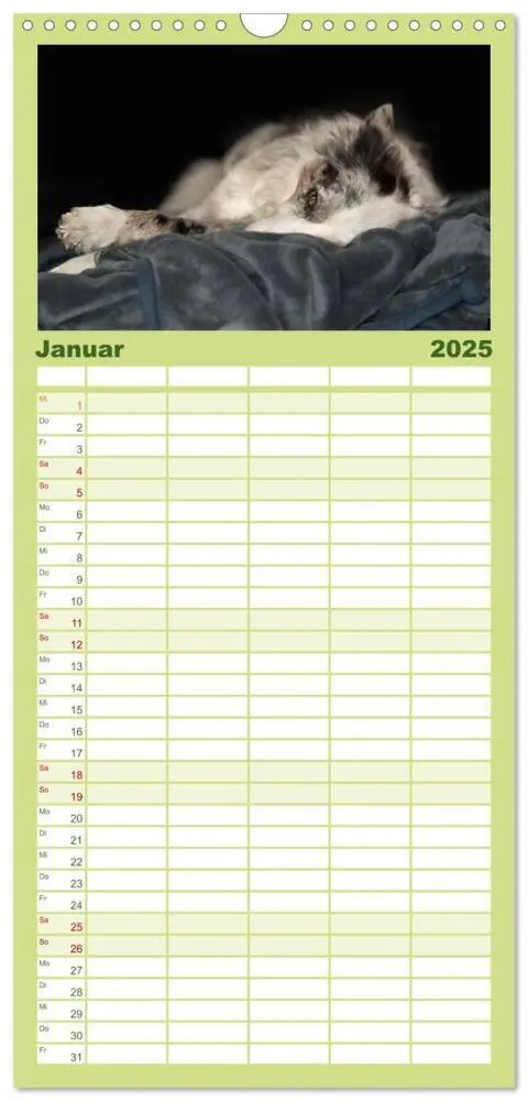 Bild: 9783457110454 | Familienplaner 2025 - Border Collies mit 5 Spalten (Wandkalender,...