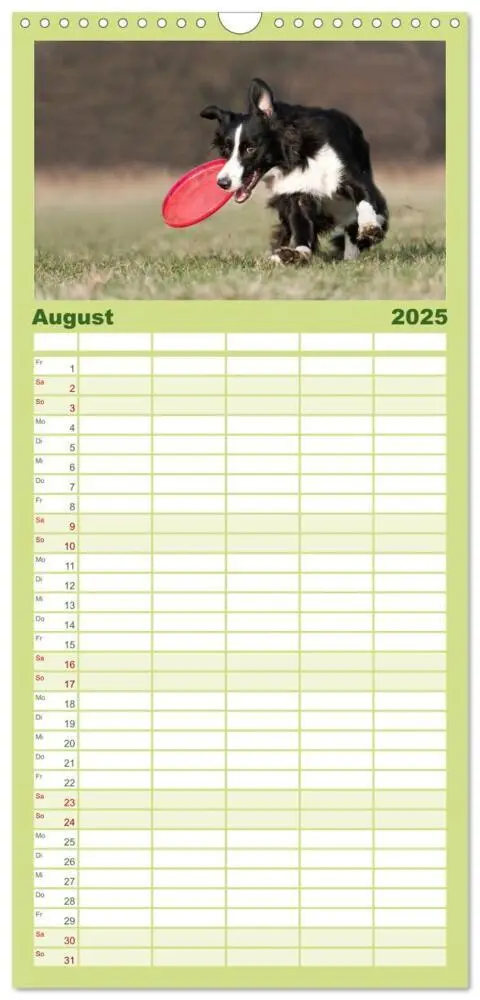 Bild: 9783457110454 | Familienplaner 2025 - Border Collies mit 5 Spalten (Wandkalender,...