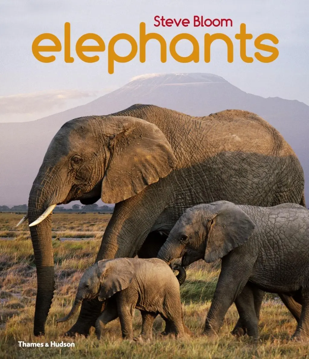 Cover: 9780500650554 | Elephants | A Book for Children | Steve Bloom | Taschenbuch | Englisch