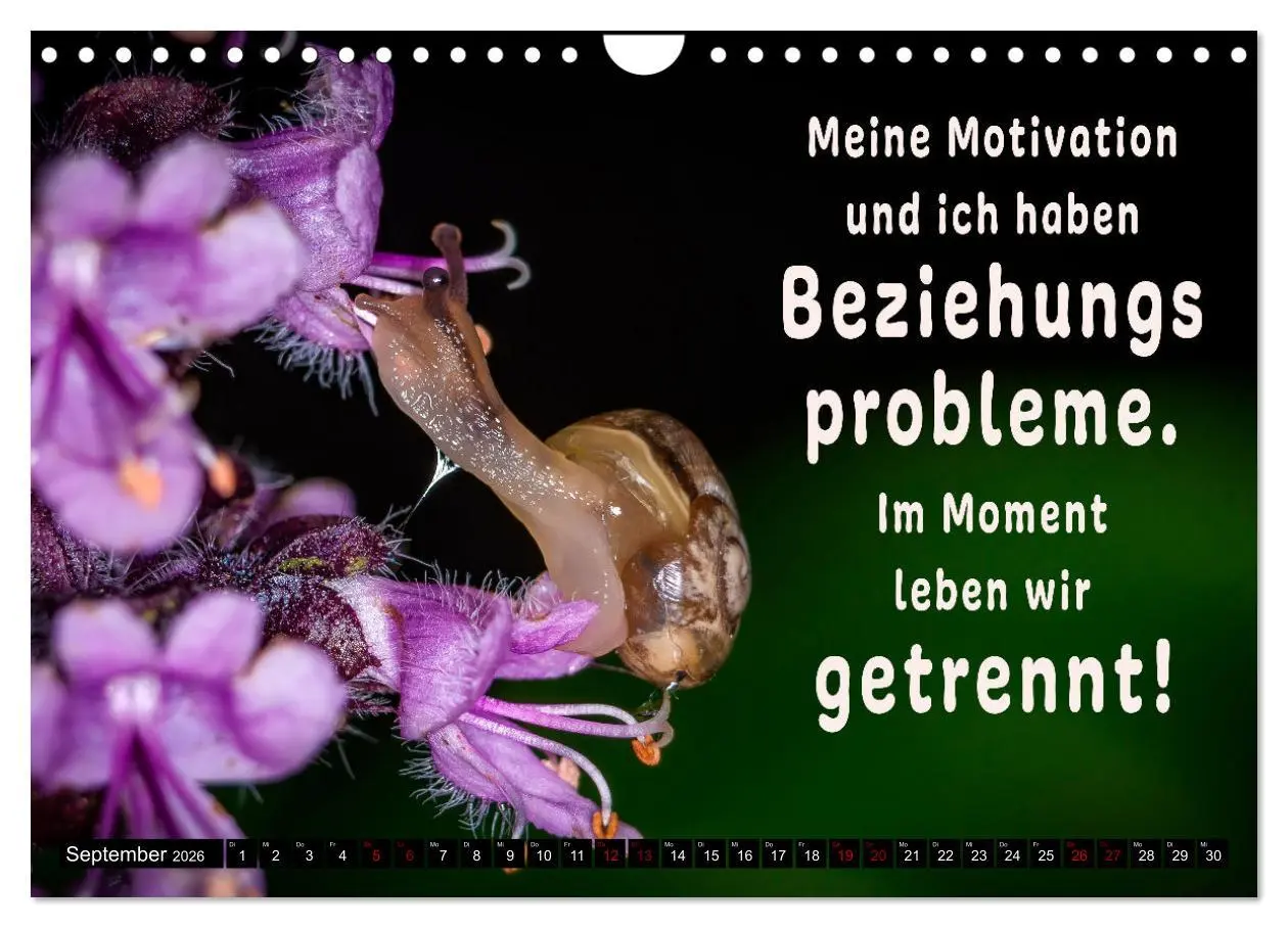 Bild: 9783457650554 | Spruchreif - Gute-Laune-Kalender (Wandkalender 2026 DIN A4 quer),...