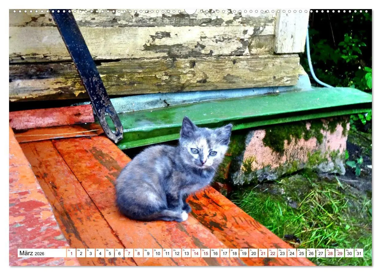 Bild: 9783457630754 | Auf Samtpfoten in Russland - Museums-Katzen auf russischen...