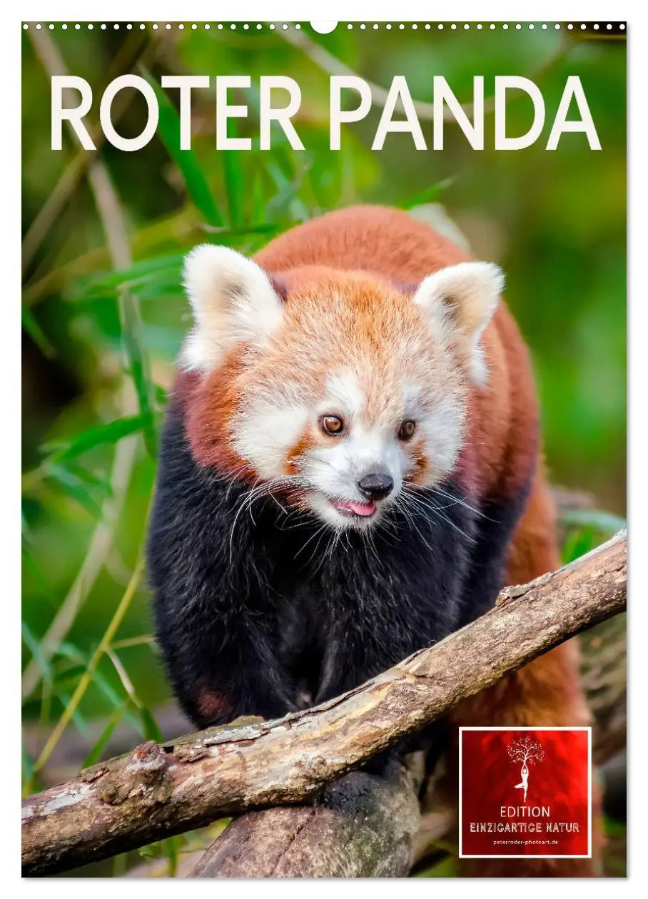 Cover: 9783516410754 | Roter Panda (Wandkalender 2026 DIN A2 hoch), CALVENDO Monatskalender