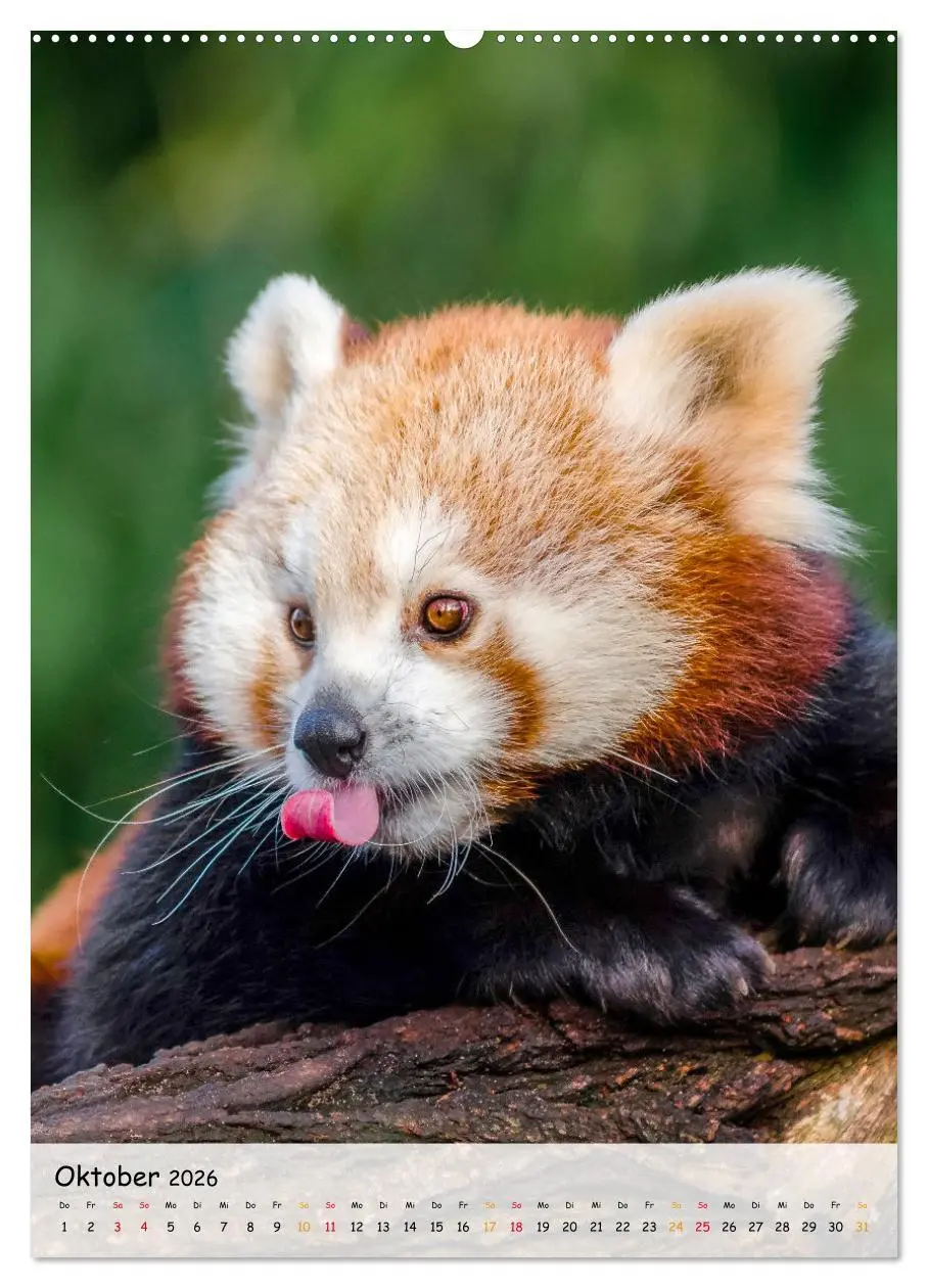 Bild: 9783516410754 | Roter Panda (Wandkalender 2026 DIN A2 hoch), CALVENDO Monatskalender