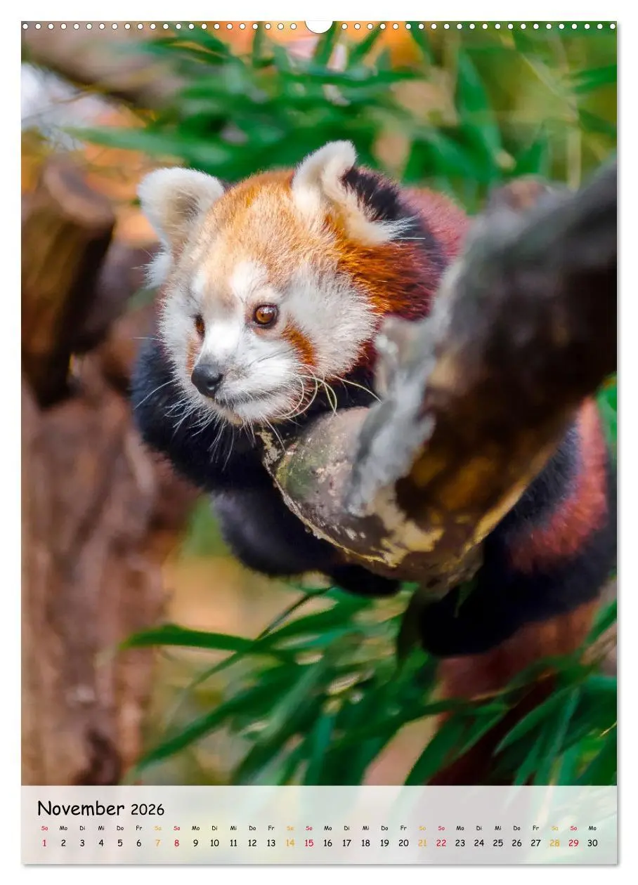 Bild: 9783516410754 | Roter Panda (Wandkalender 2026 DIN A2 hoch), CALVENDO Monatskalender