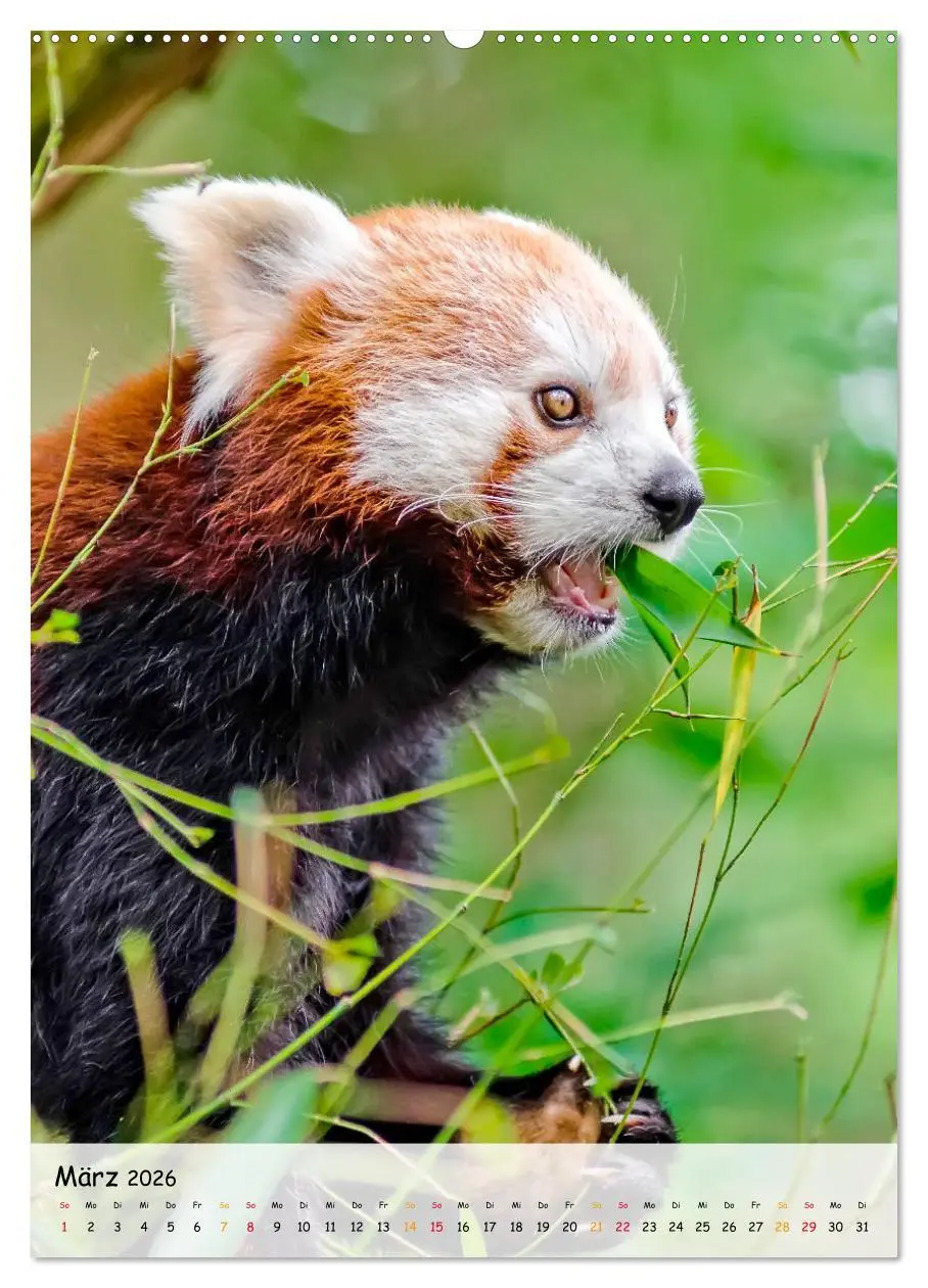 Bild: 9783516410754 | Roter Panda (Wandkalender 2026 DIN A2 hoch), CALVENDO Monatskalender