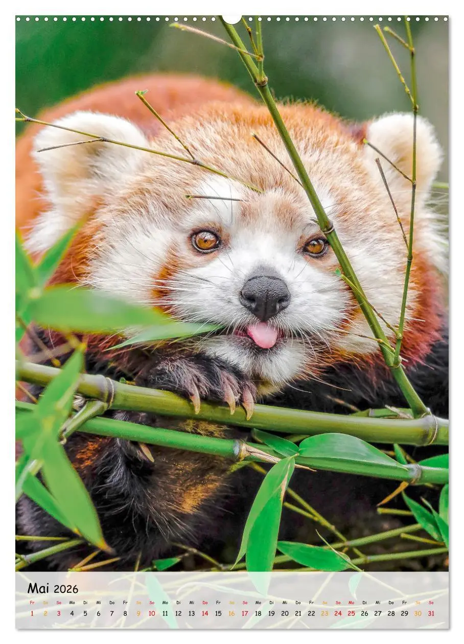 Bild: 9783516410754 | Roter Panda (Wandkalender 2026 DIN A2 hoch), CALVENDO Monatskalender