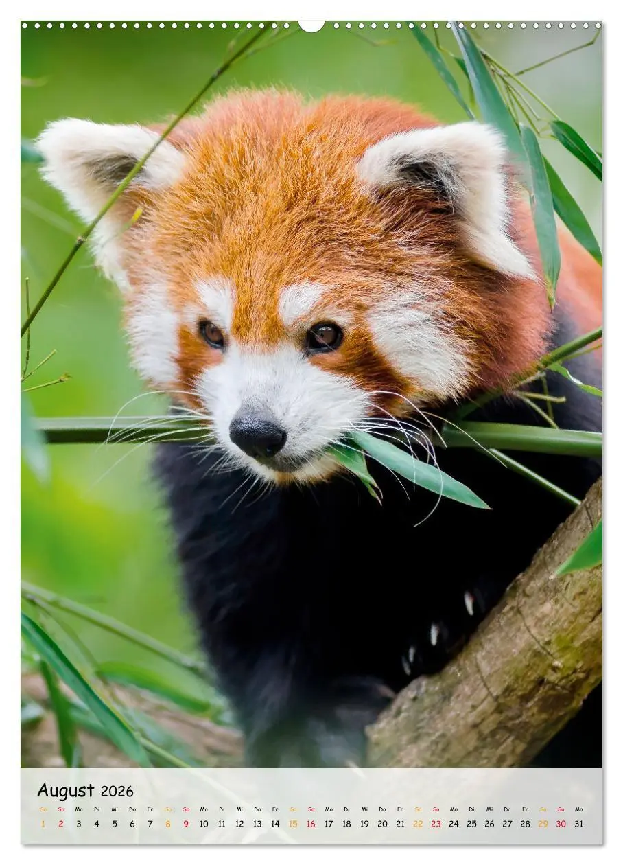 Bild: 9783516410754 | Roter Panda (Wandkalender 2026 DIN A2 hoch), CALVENDO Monatskalender