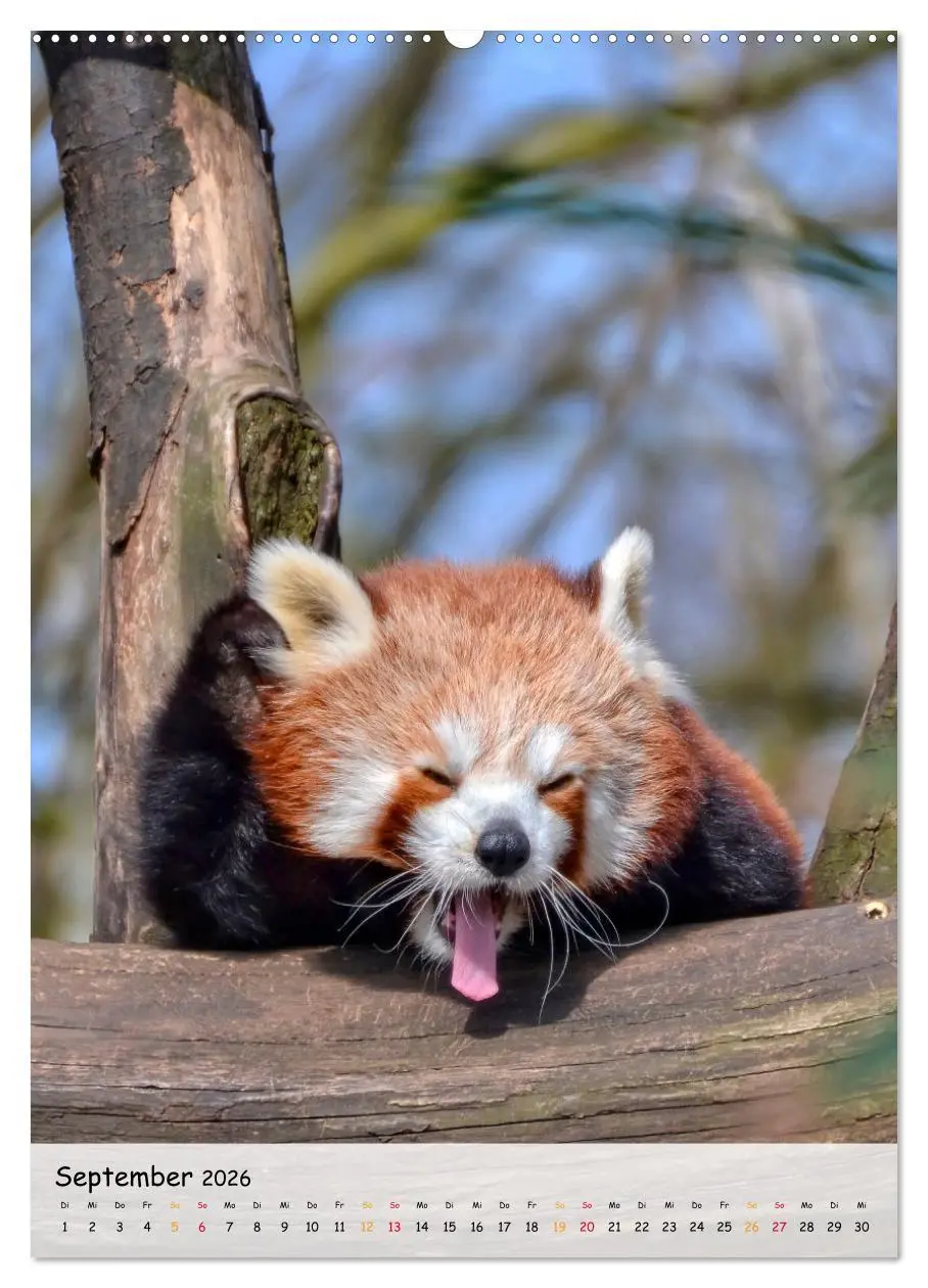 Bild: 9783516410754 | Roter Panda (Wandkalender 2026 DIN A2 hoch), CALVENDO Monatskalender