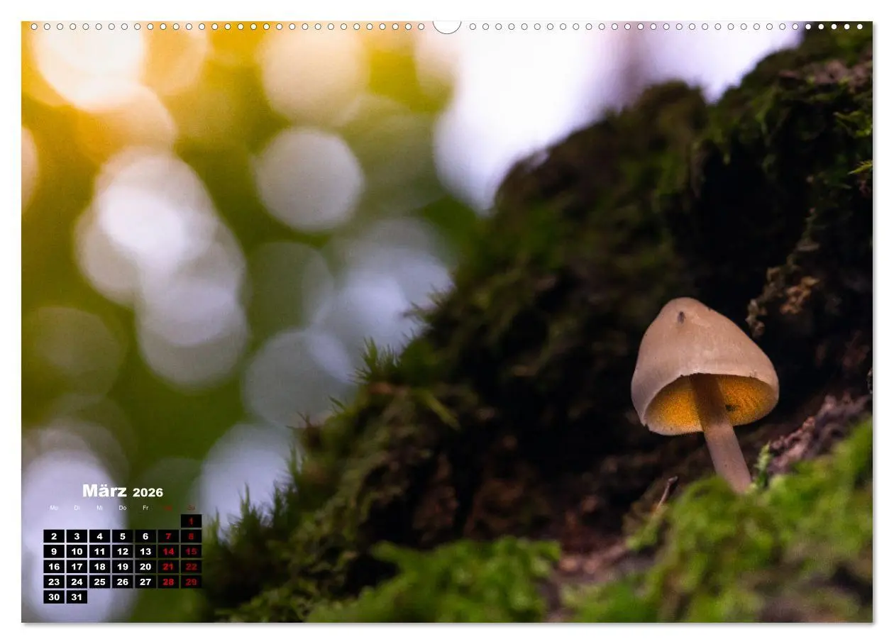 Bild: 9783457480854 | Pilzmagie (hochwertiger Premium Wandkalender 2026 DIN A2 quer),...