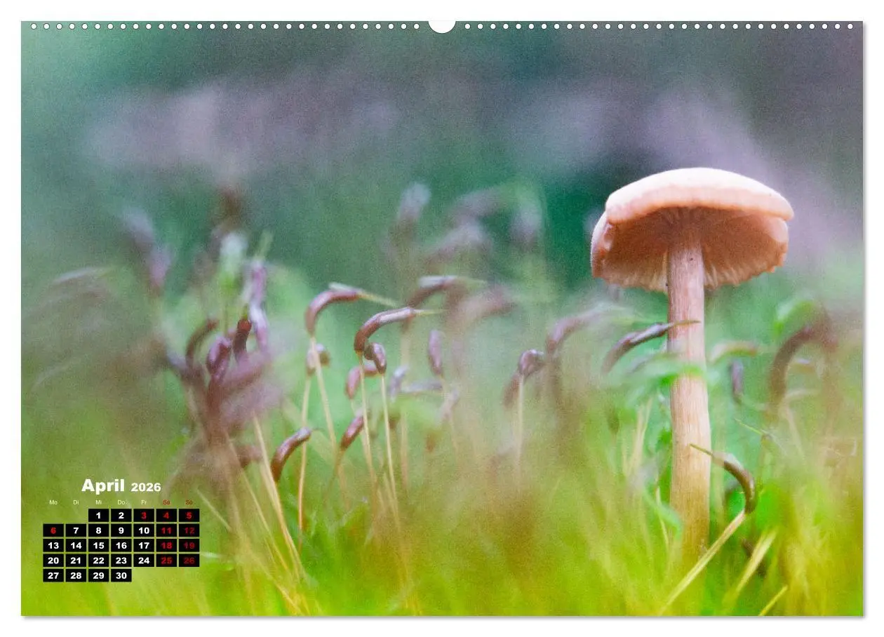 Bild: 9783457480854 | Pilzmagie (hochwertiger Premium Wandkalender 2026 DIN A2 quer),...