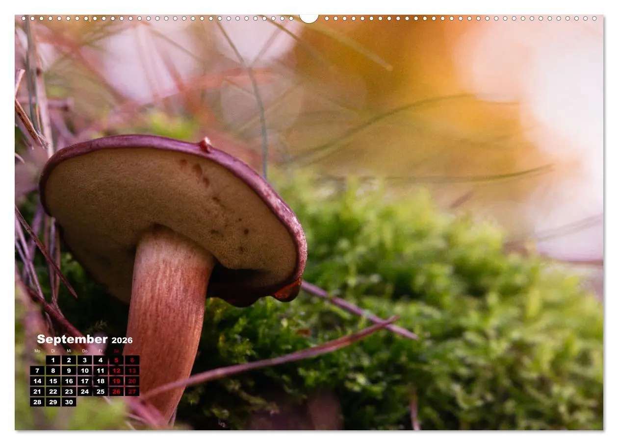 Bild: 9783457480854 | Pilzmagie (hochwertiger Premium Wandkalender 2026 DIN A2 quer),...