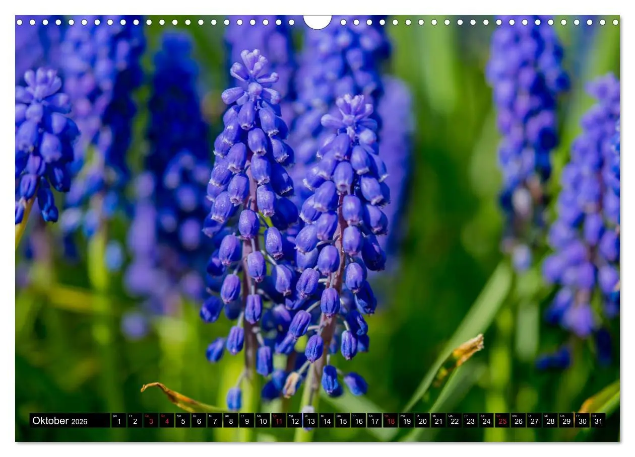 Bild: 9783457790854 | Kleine Blumen ganz groß (Wandkalender 2026 DIN A3 quer), CALVENDO...