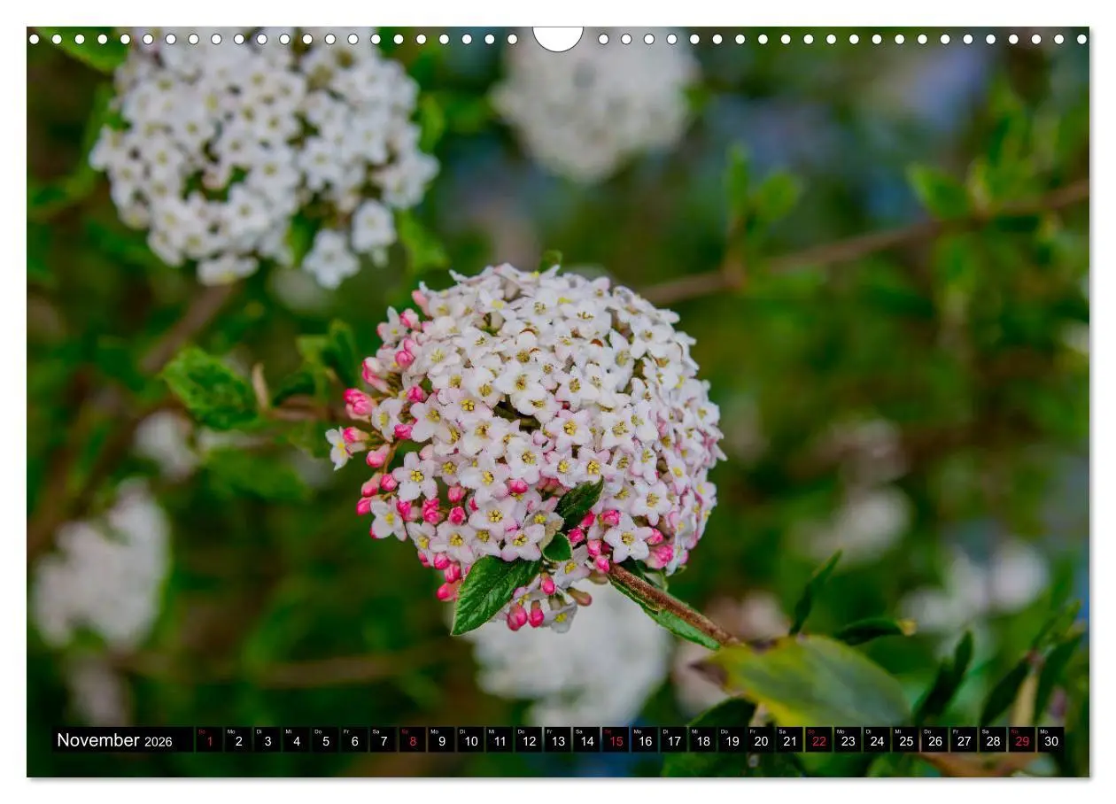 Bild: 9783457790854 | Kleine Blumen ganz groß (Wandkalender 2026 DIN A3 quer), CALVENDO...