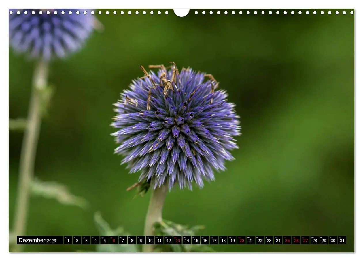 Bild: 9783457790854 | Kleine Blumen ganz groß (Wandkalender 2026 DIN A3 quer), CALVENDO...