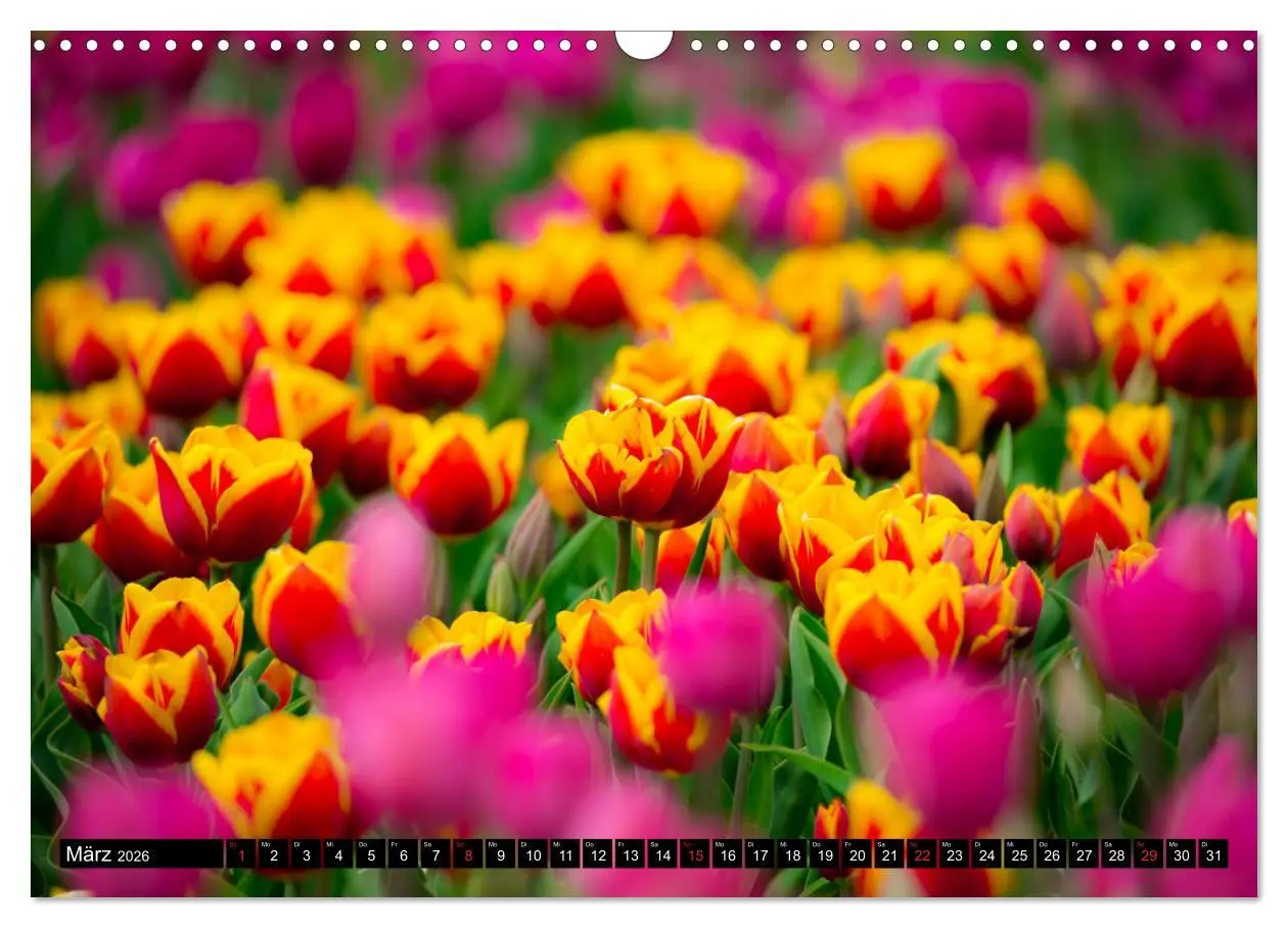 Bild: 9783457790854 | Kleine Blumen ganz groß (Wandkalender 2026 DIN A3 quer), CALVENDO...