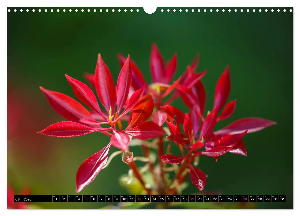 Bild: 9783457790854 | Kleine Blumen ganz groß (Wandkalender 2026 DIN A3 quer), CALVENDO...