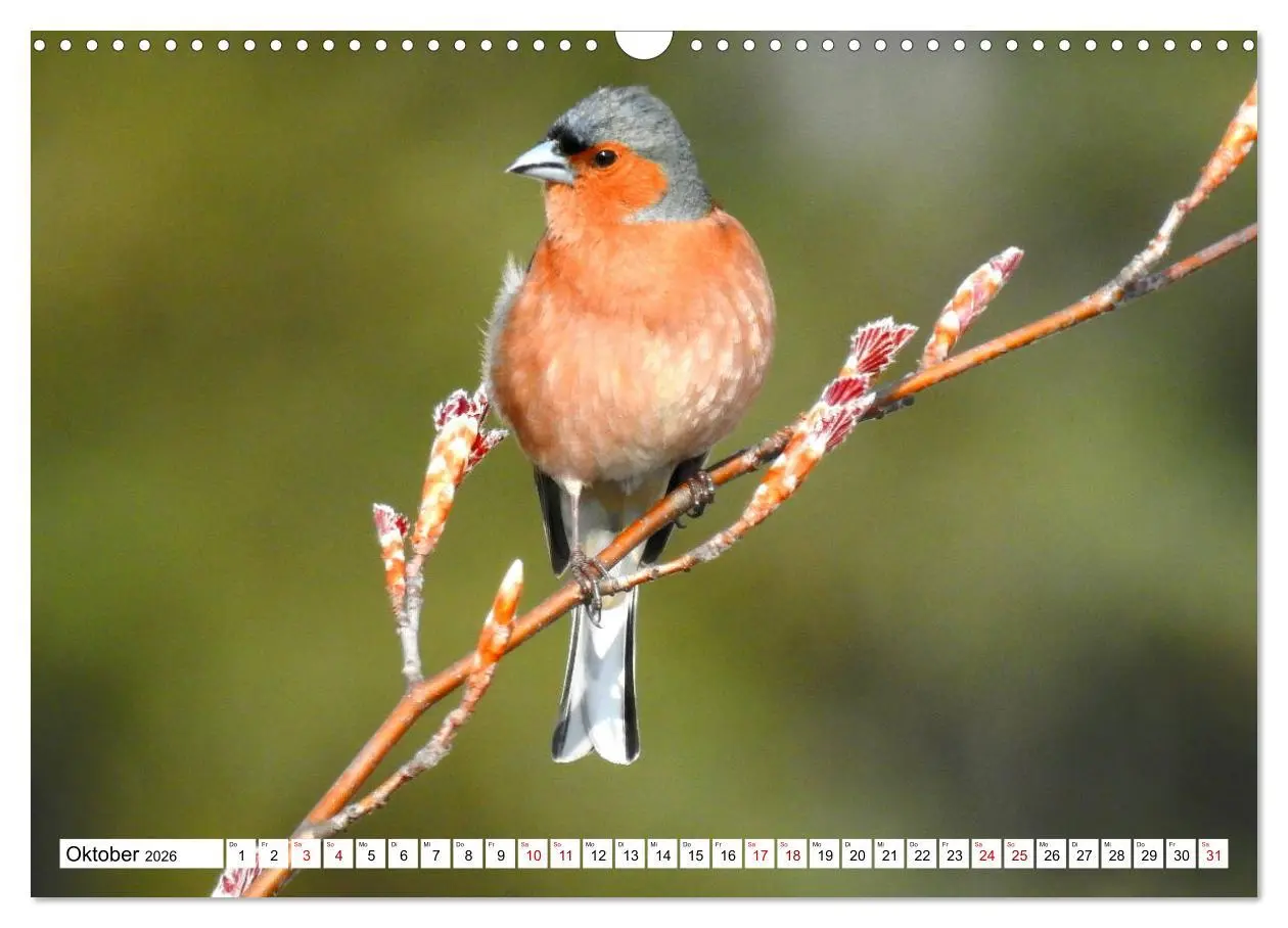 Bild: 9783457930854 | Vogelkalender (Wandkalender 2026 DIN A3 quer), CALVENDO Monatskalender