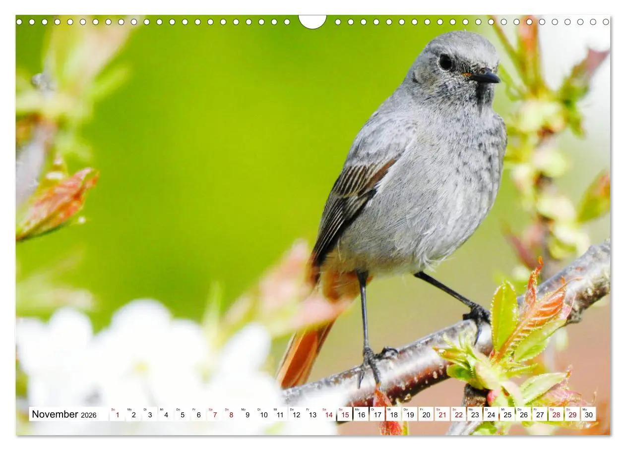 Bild: 9783457930854 | Vogelkalender (Wandkalender 2026 DIN A3 quer), CALVENDO Monatskalender