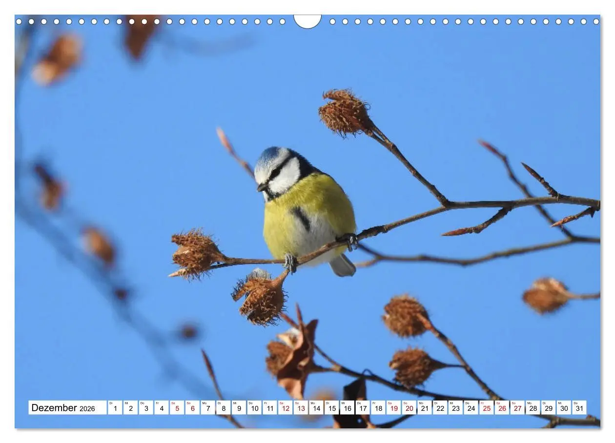 Bild: 9783457930854 | Vogelkalender (Wandkalender 2026 DIN A3 quer), CALVENDO Monatskalender