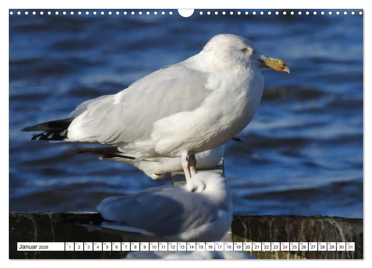 Bild: 9783457930854 | Vogelkalender (Wandkalender 2026 DIN A3 quer), CALVENDO Monatskalender