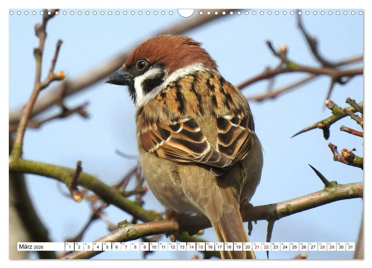 Bild: 9783457930854 | Vogelkalender (Wandkalender 2026 DIN A3 quer), CALVENDO Monatskalender