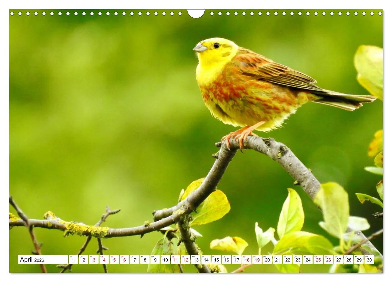Bild: 9783457930854 | Vogelkalender (Wandkalender 2026 DIN A3 quer), CALVENDO Monatskalender