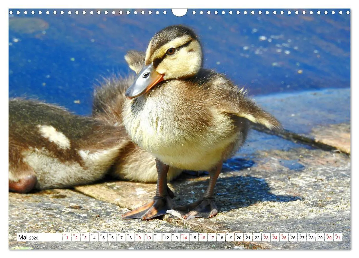 Bild: 9783457930854 | Vogelkalender (Wandkalender 2026 DIN A3 quer), CALVENDO Monatskalender