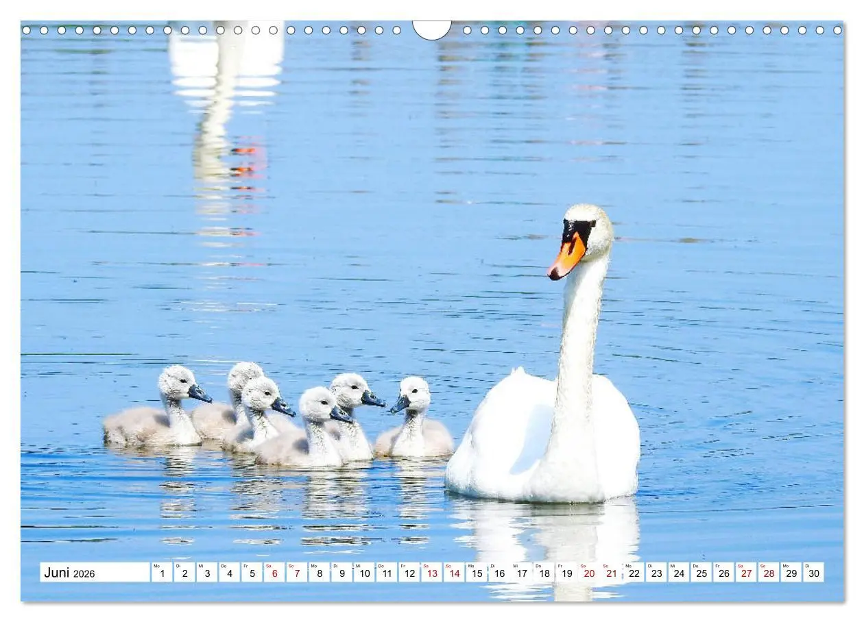 Bild: 9783457930854 | Vogelkalender (Wandkalender 2026 DIN A3 quer), CALVENDO Monatskalender