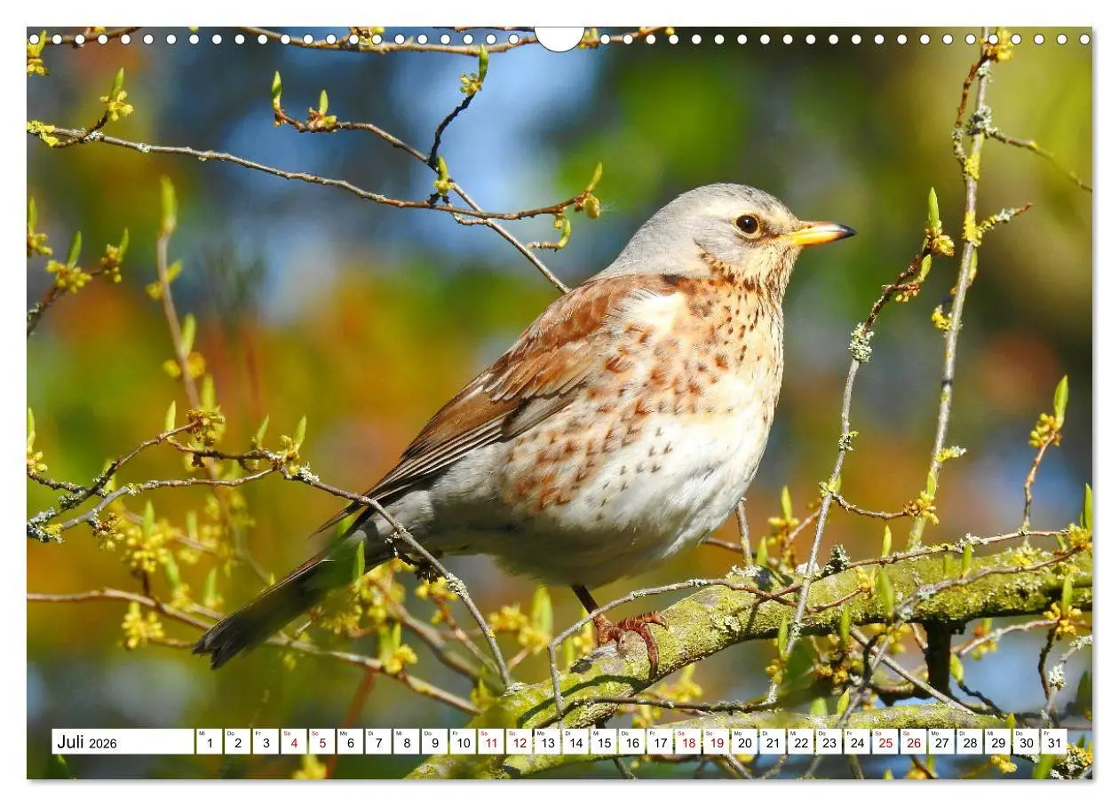 Bild: 9783457930854 | Vogelkalender (Wandkalender 2026 DIN A3 quer), CALVENDO Monatskalender