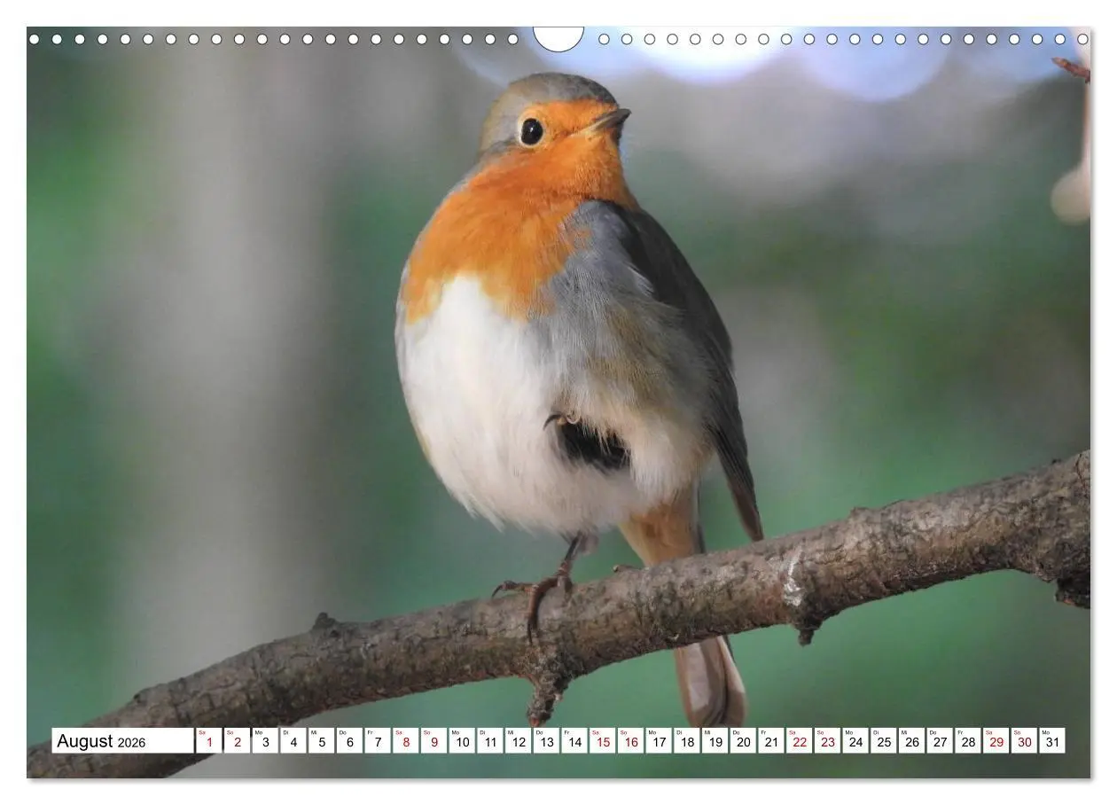 Bild: 9783457930854 | Vogelkalender (Wandkalender 2026 DIN A3 quer), CALVENDO Monatskalender