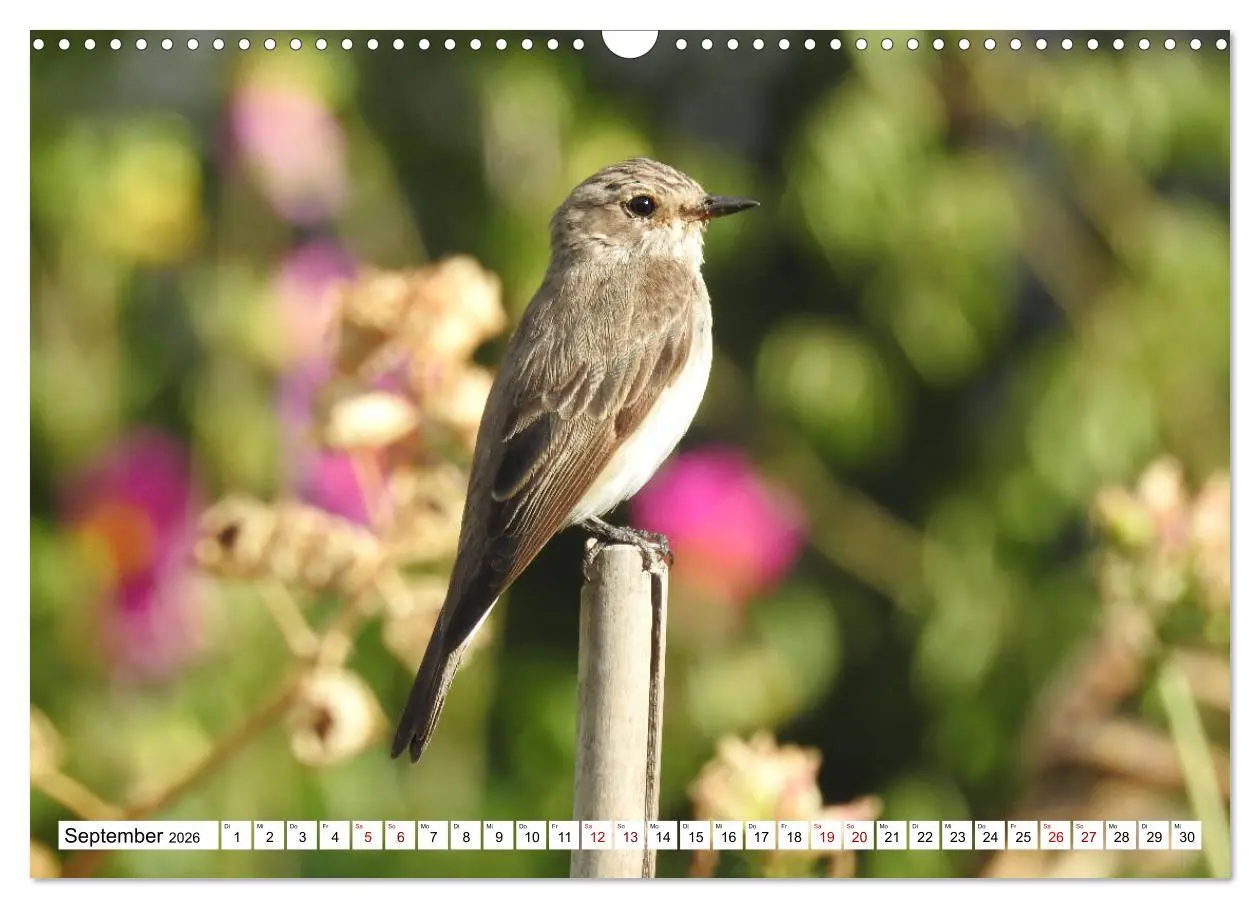 Bild: 9783457930854 | Vogelkalender (Wandkalender 2026 DIN A3 quer), CALVENDO Monatskalender