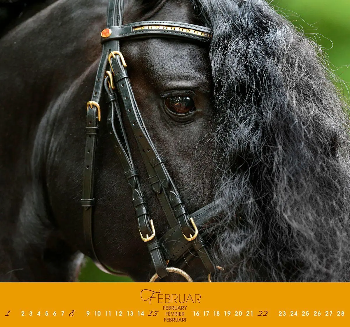 Bild: 9783964120854 | Friesen 2027 | Friesen Pferde | Gabriele Boiselle | Kalender | 13 S.