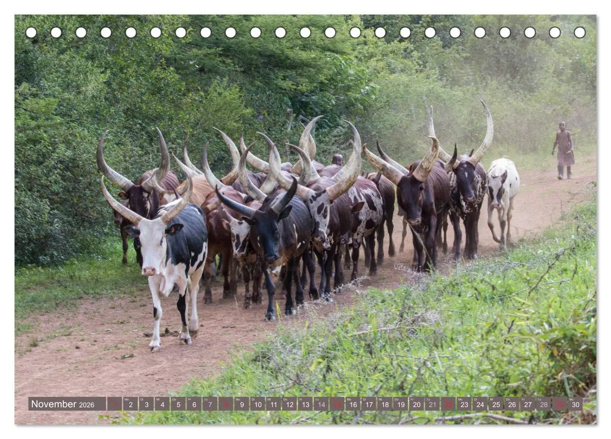 Bild: 9783457850954 | Geheimtipp Uganda (Tischkalender 2026 DIN A5 quer), CALVENDO...