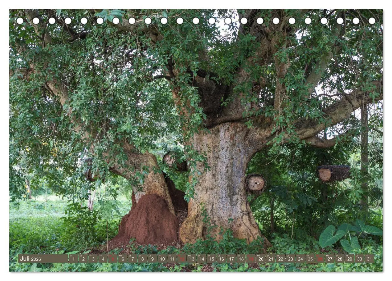 Bild: 9783457850954 | Geheimtipp Uganda (Tischkalender 2026 DIN A5 quer), CALVENDO...