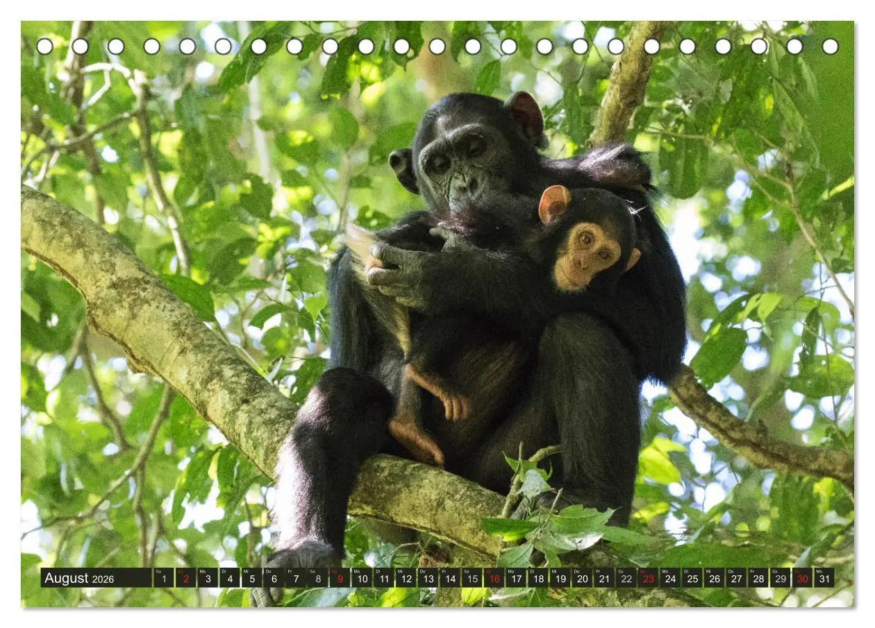 Bild: 9783457850954 | Geheimtipp Uganda (Tischkalender 2026 DIN A5 quer), CALVENDO...