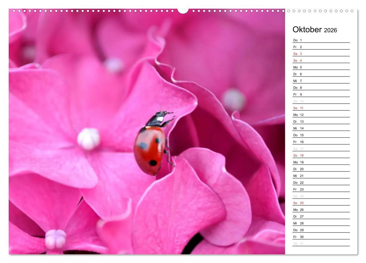 Bild: 9783516180954 | Marienkäfer 2026 (hochwertiger Premium Wandkalender 2026 DIN A2...